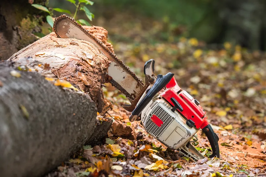 How Tree Removal Enhances Property Safety and Aesthetics in Bound Brook, NJ