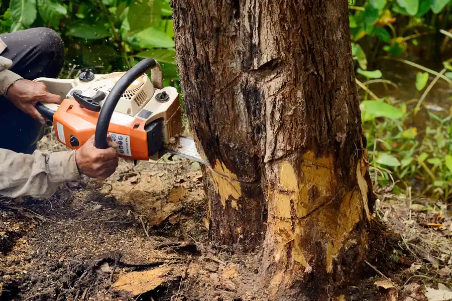 Outstanding Tree Removal Service in Bound Brook, NJ